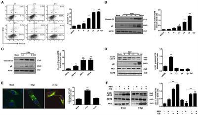 The relationship between autophagy and apoptosis during pseudorabies virus infection